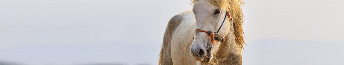 Tumor und Krebsbehandlungsmöglichkeit für Ihr Pferd