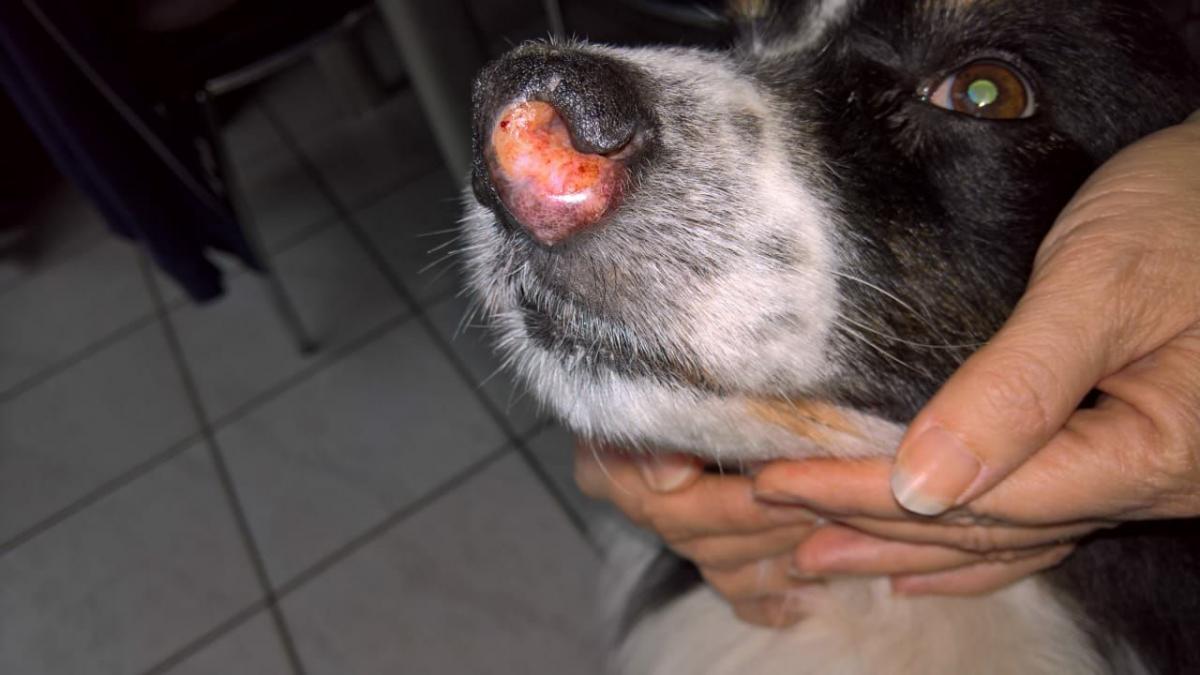 Plattenepithelkarzinom bei Hunden Petbiocell